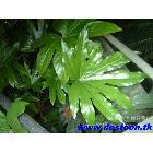 Fatsia japonicaӣáڹҶֲ